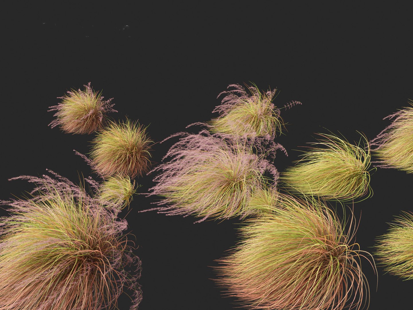 Anemanthele Lessoniana - New Zealand Wind Grass 02 3D Model ...