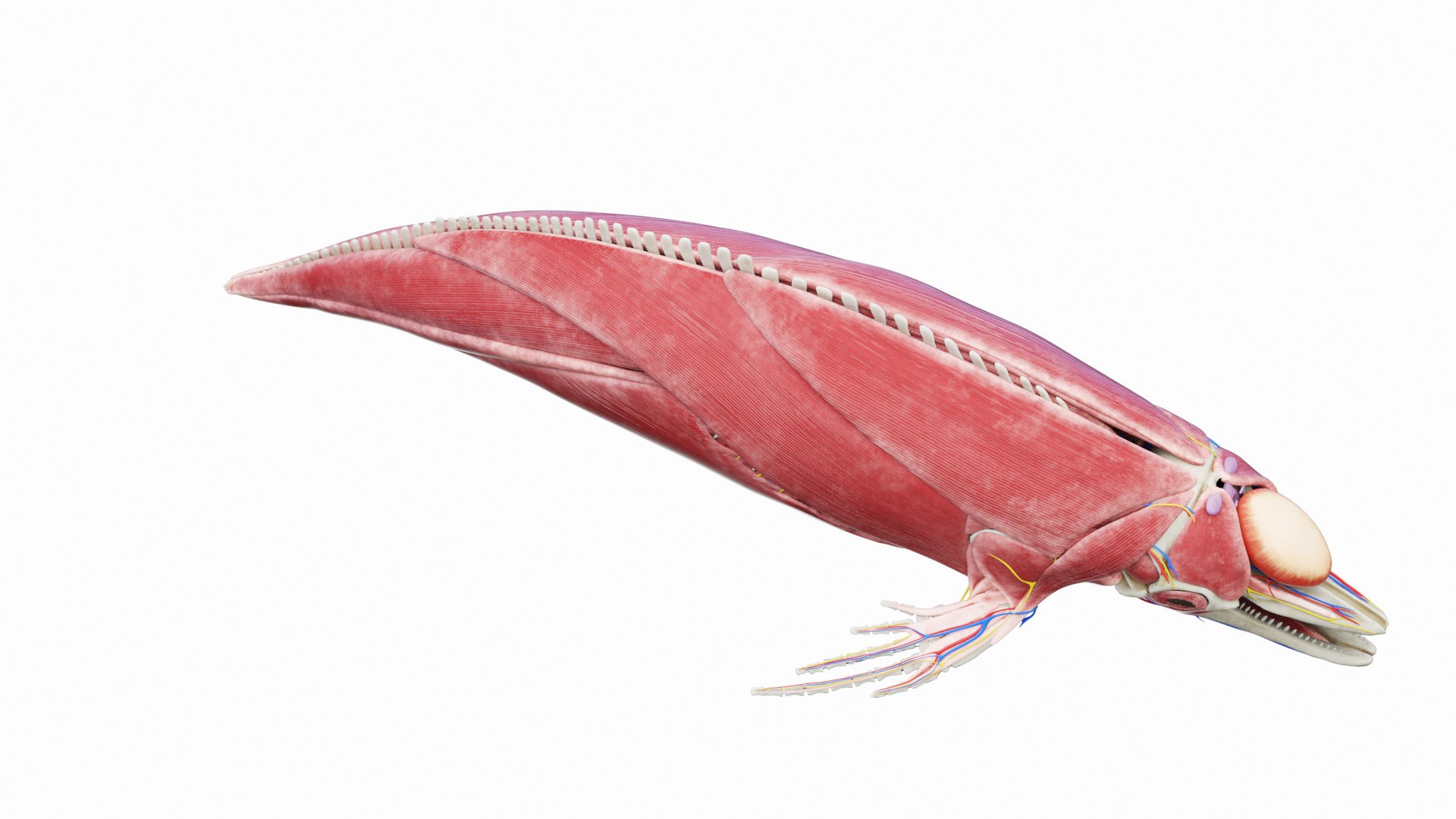 3D Model Bottlenose Dolphin Anatomy Rigged - TurboSquid 2130609