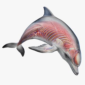 3D model Bottlenose Dolphin Anatomy Rigged