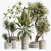 AV Indoor Plants Set 494 Olive Ficus Microcarpa Bonsai Alocasia Yucca