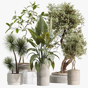 AV Indoor Plants Set 494 Olive Ficus Microcarpa Bonsai Alocasia Yucca
