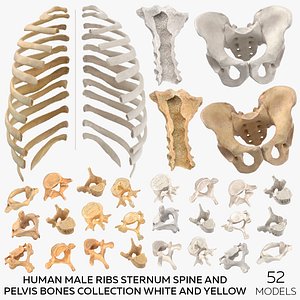 Human Male Ribs Sternum Spine and Pelvis Bones Collection White and Yellow - 52 models 3D model