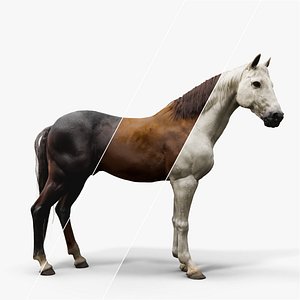Horse Rigged Blender