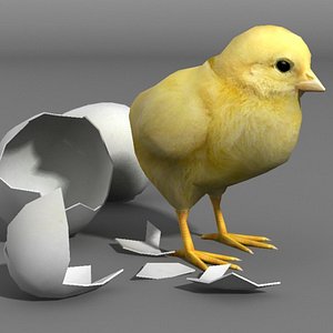 chicken and eggs