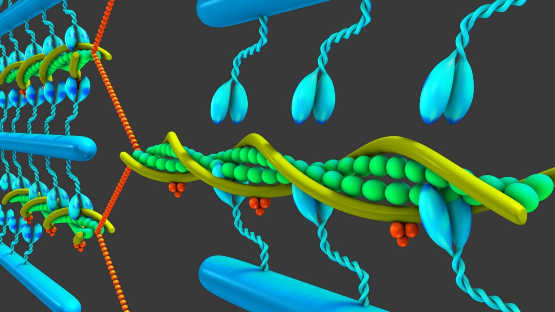 3D Muscle Flexion Extension - TurboSquid 1260278