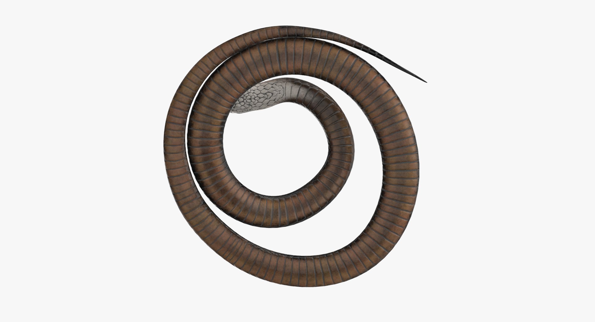Black Snake Rigged 3d Model