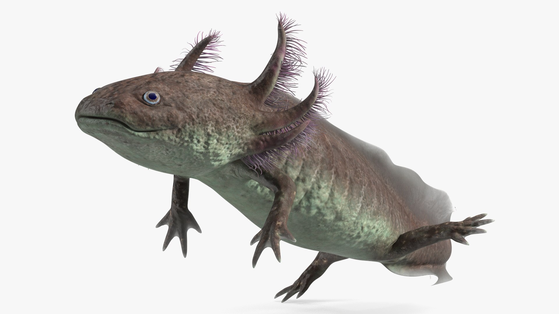 Mexican Walking Fish Axolotl 3D model preview