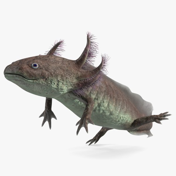 Mexican Walking Fish Axolotl 3D model