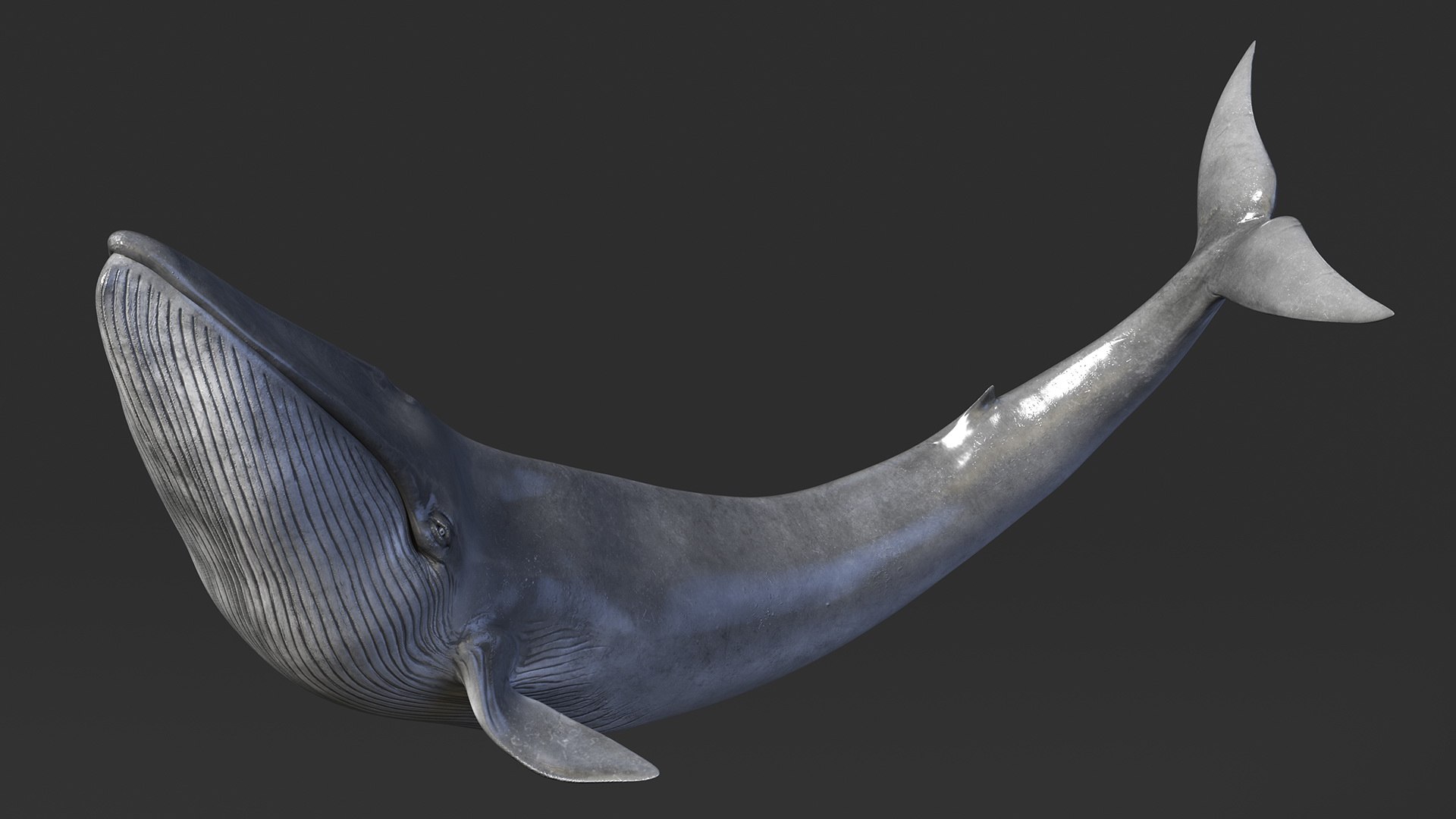 3D Model Balaenoptera Musculus Swimming Pose Fur - TurboSquid 2061188