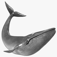 Balaenoptera Musculus Swimming Pose Fur