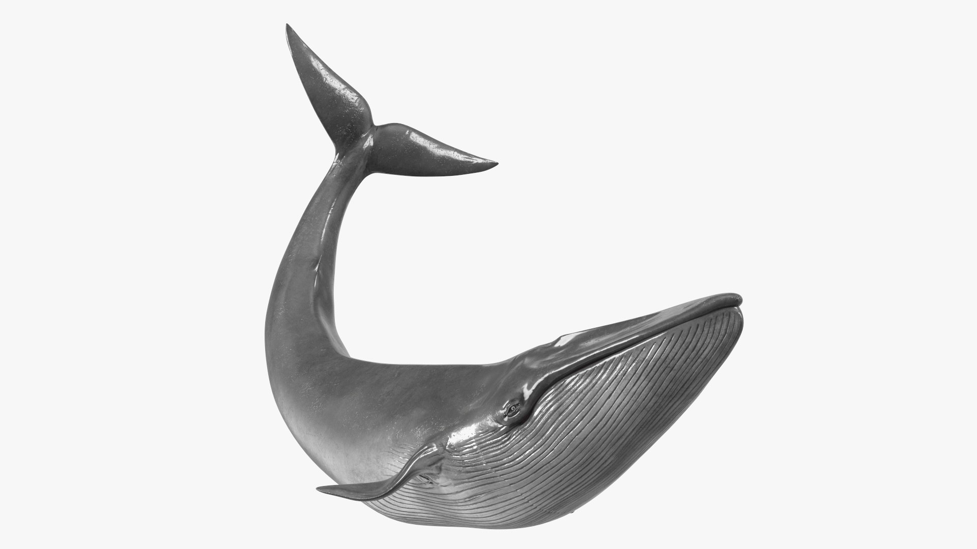 Balaenoptera Musculus Swimming Pose Fur 3D model preview