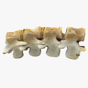 3d animal spine model
