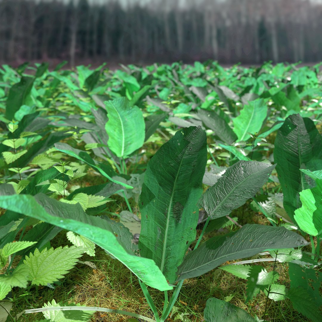 3D meadow patch bitter https://p.turbosquid.com/ts-thumb/zm/I9oWYn/Ui/meadowpatch_bitterdock_preview_01/png/1610995877/1920x1080/fit_q87/402c17d2fe9605ee648412ce031dda31fc3c7e35/meadowpatch_bitterdock_preview_01.jpg