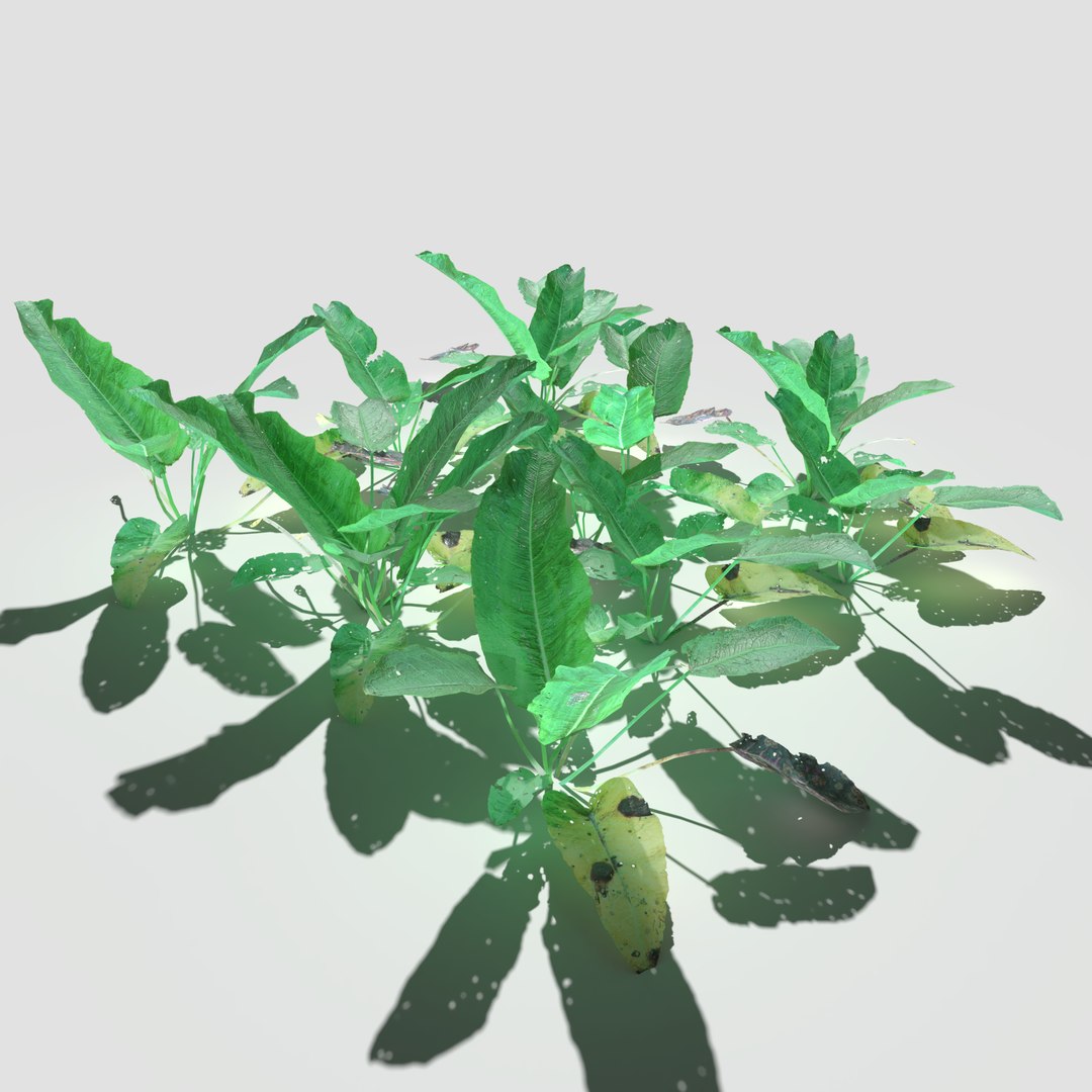 3D meadow patch bitter https://p.turbosquid.com/ts-thumb/zm/I9oWYn/iU/meadowpatch_bitterdock_preview_09/png/1610997532/1920x1080/fit_q87/9ce8da08dfe76511a2f61c1a965acda6d6a72fba/meadowpatch_bitterdock_preview_09.jpg