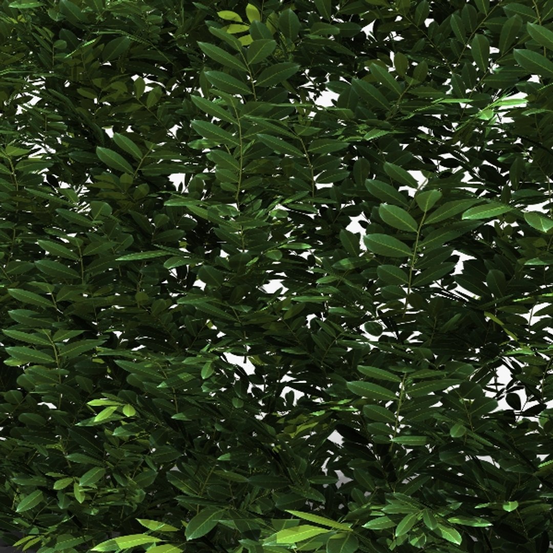 3ds Max Common Laurel Hedge