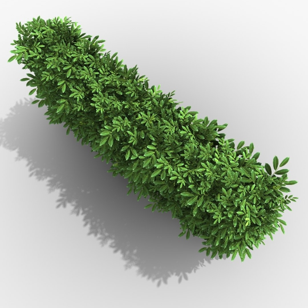 3ds Max Common Laurel Hedge