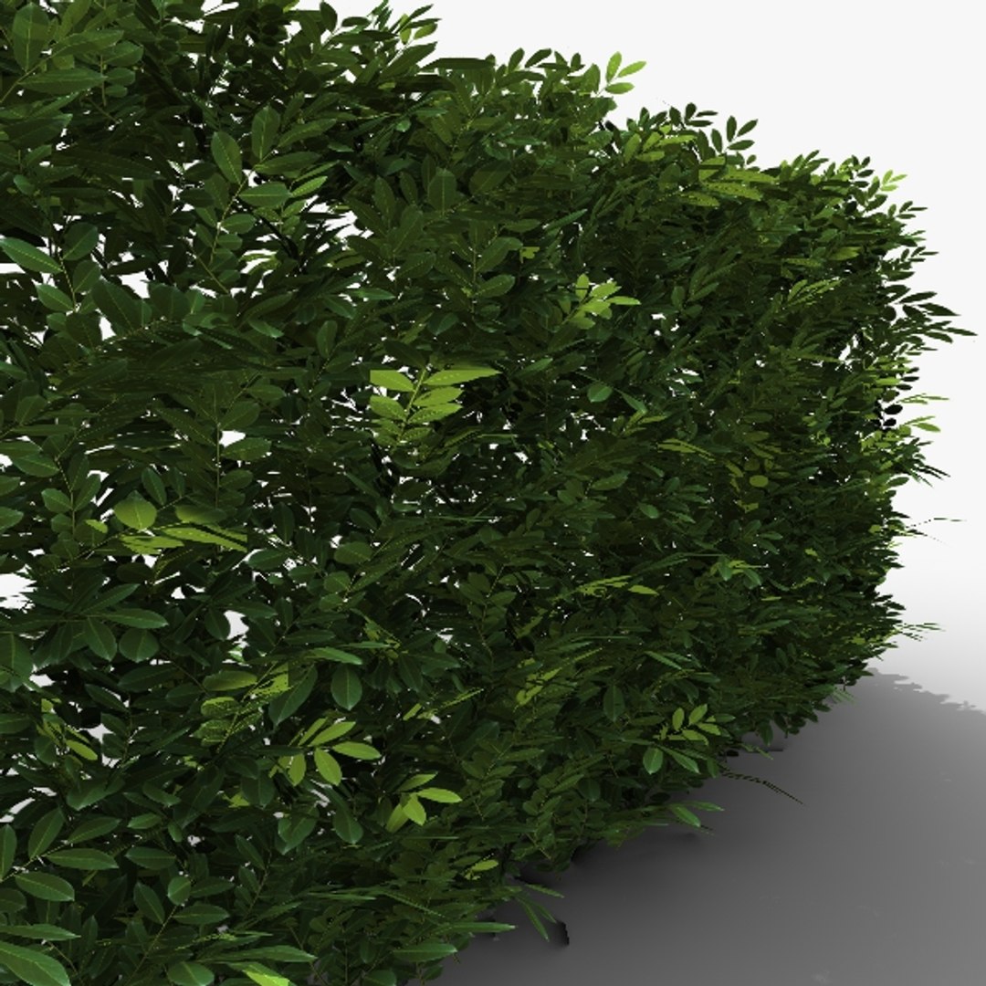 Laurel hedging 中文 (86) 사진