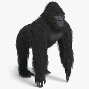 gorilla pbr 3D model