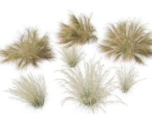Highpoly-Lowpoly - Austrostipa ramosissima - Stout Bamboo Grass model