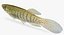 fbx fundulus dispar starhead topminnow