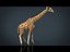 와일드 AFRICA 팩