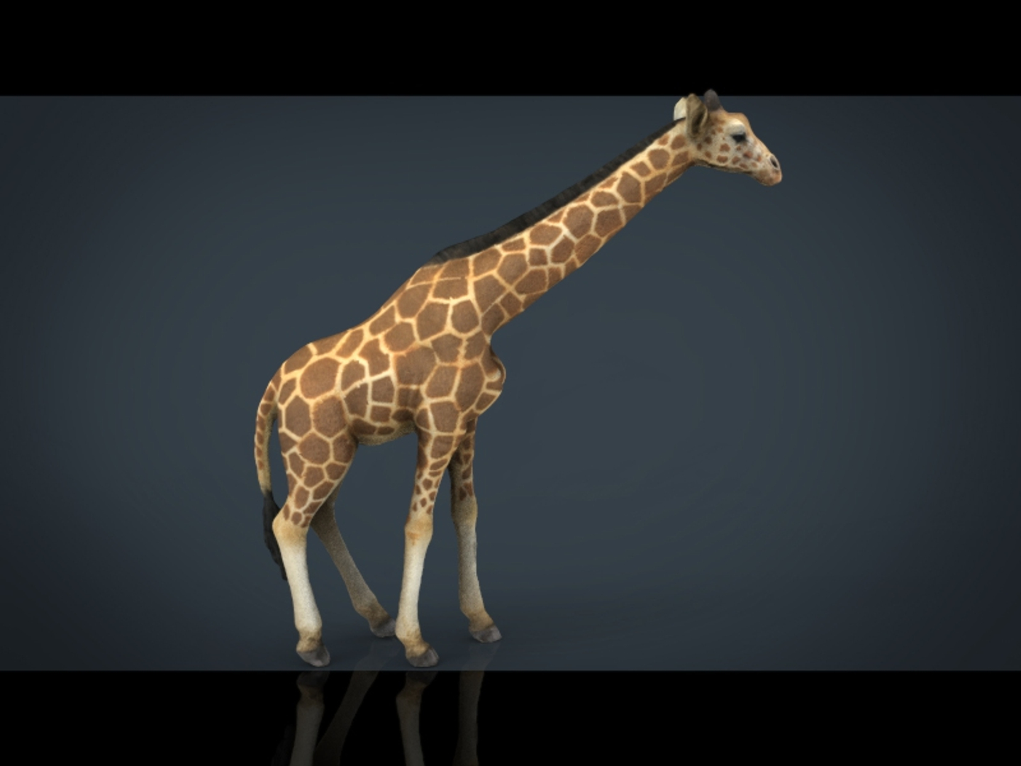 wild africa pack elephant 3D model https://p.turbosquid.com/ts-thumb/zm/VgdgIQ/0XcgRwtn/giraffe_/jpg/1499882480/1920x1080/turn_fit_q99/640a822071419471bcd37d0880c44fffaa70348f/giraffe_-1.jpg