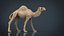 와일드 AFRICA 팩