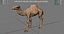 와일드 AFRICA 팩
