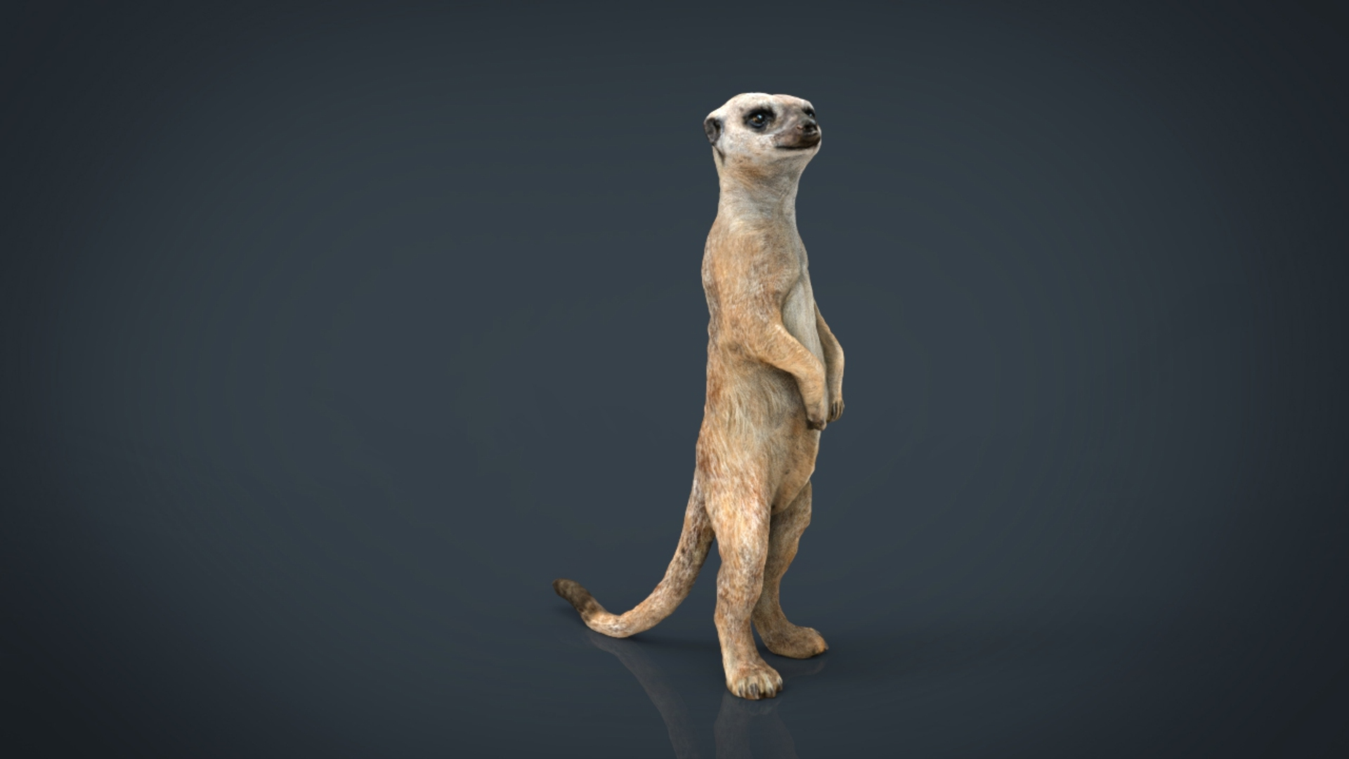 wild africa pack elephant 3D model https://p.turbosquid.com/ts-thumb/zm/VgdgIQ/Vmhv5Zo5/meerkat_/jpg/1499882579/1920x1080/turn_fit_q99/759c32658d390f94a79f7beb009335b77a0fc574/meerkat_-1.jpg