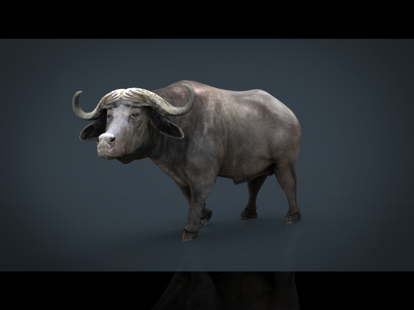 wild africa pack elephant 3D model https://p.turbosquid.com/ts-thumb/zm/VgdgIQ/a8NxvO7f/africanbuffalo_/jpg/1499882404/1920x1080/turn_fit_q99/2e5543f93bf60c6414a8fdaa50ebc52b590157af/africanbuffalo_-1.jpg