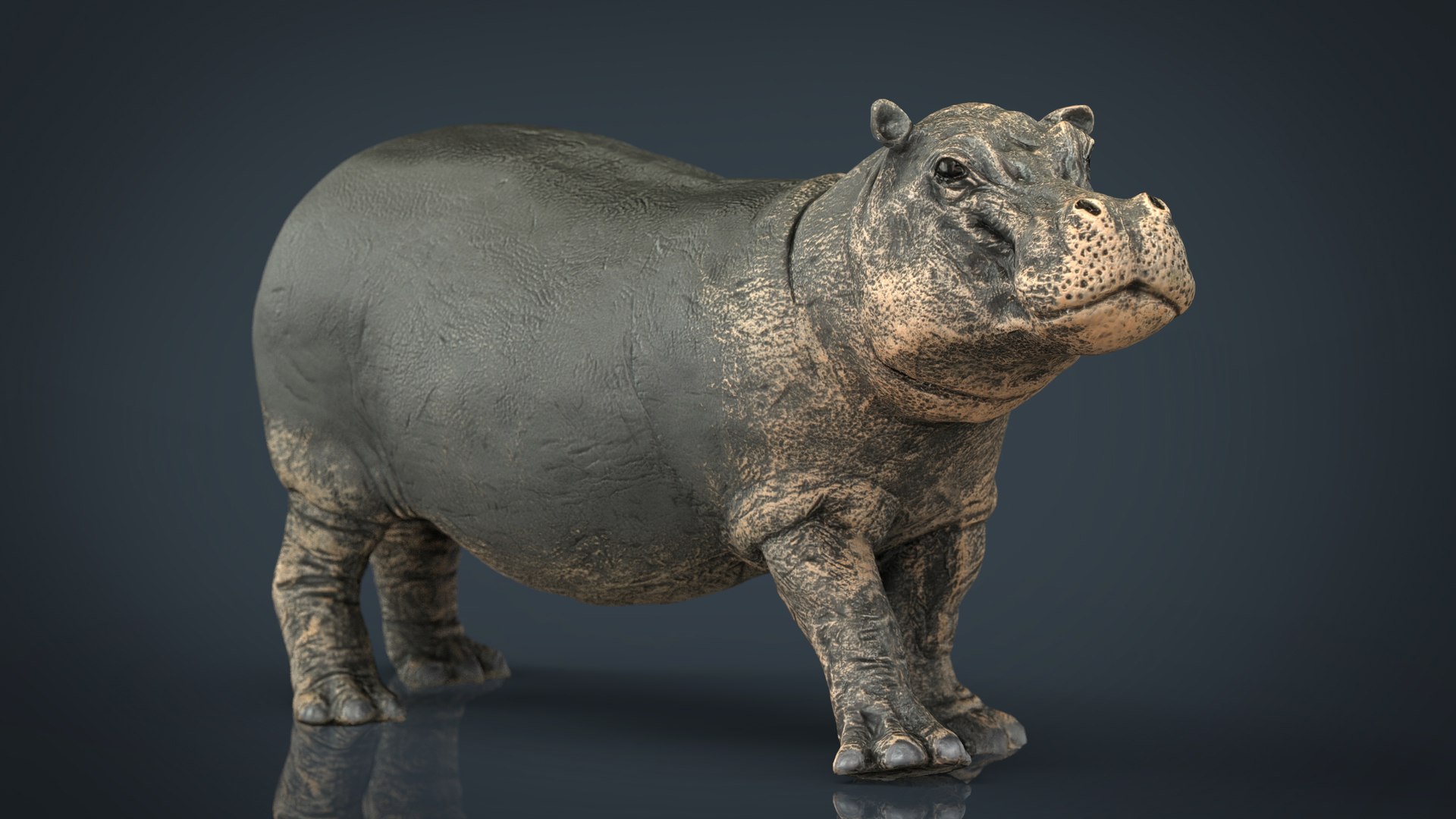 wild africa pack elephant 3D model https://p.turbosquid.com/ts-thumb/zm/VgdgIQ/bdQwPbke/hippopotamus/jpg/1499882453/1920x1080/fit_q87/63b89fe7a9d6abaa195f3948fd45833b6457645f/hippopotamus.jpg