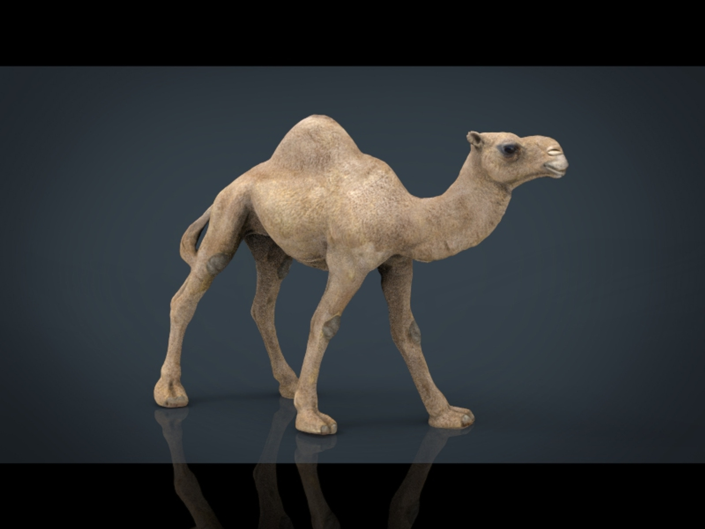 wild africa pack elephant 3D model https://p.turbosquid.com/ts-thumb/zm/VgdgIQ/oiaTR5KZ/camel_/jpg/1499882457/1920x1080/turn_fit_q99/27f05943a71da90ddca9a1fc1162dcb53836575b/camel_-1.jpg