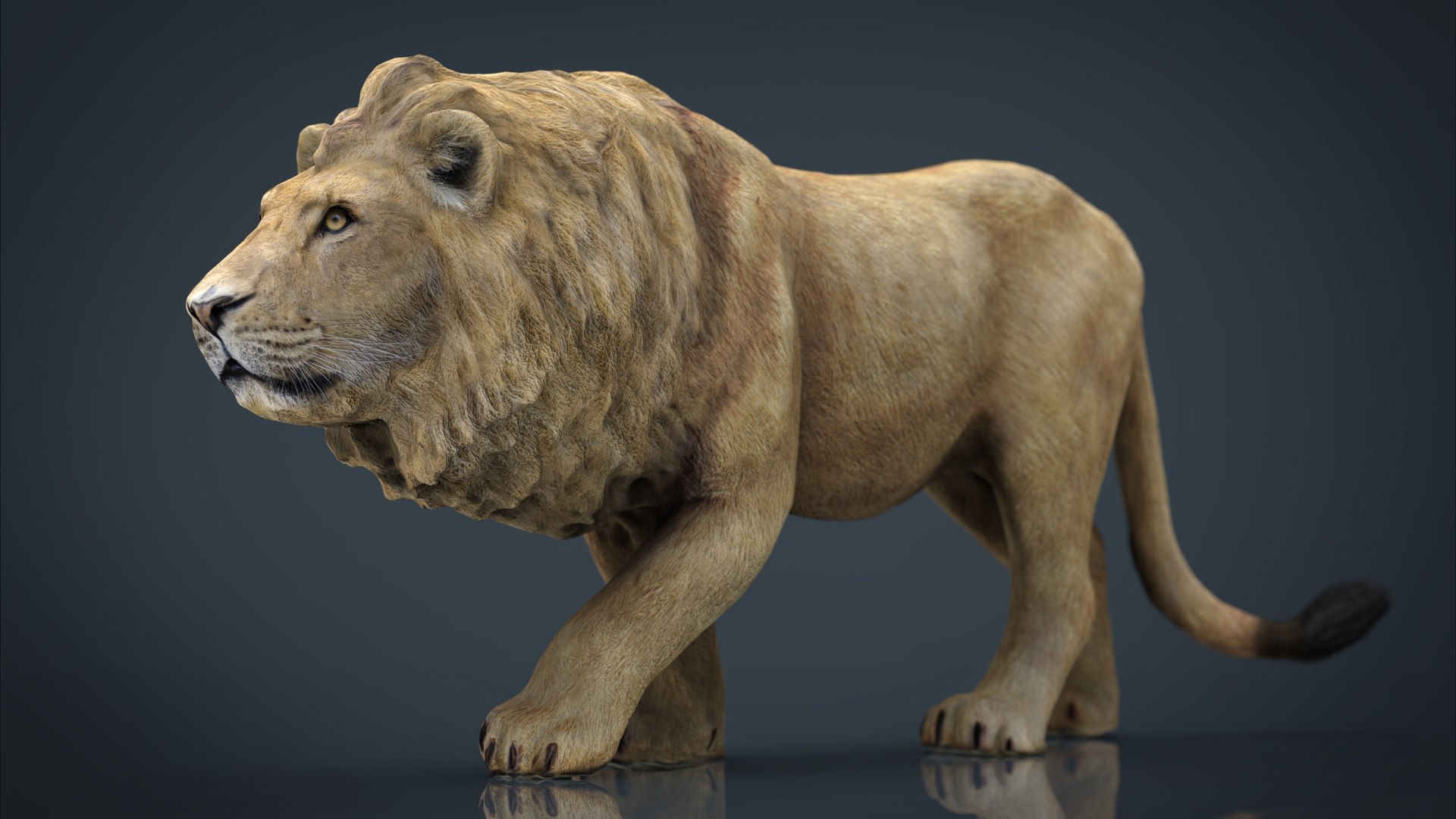 wild africa pack elephant 3D model https://p.turbosquid.com/ts-thumb/zm/VgdgIQ/qKnqMdYS/lion/jpg/1499882467/1920x1080/fit_q87/780a0f5cbdbb54860398347c5797da4a2abdacf2/lion.jpg