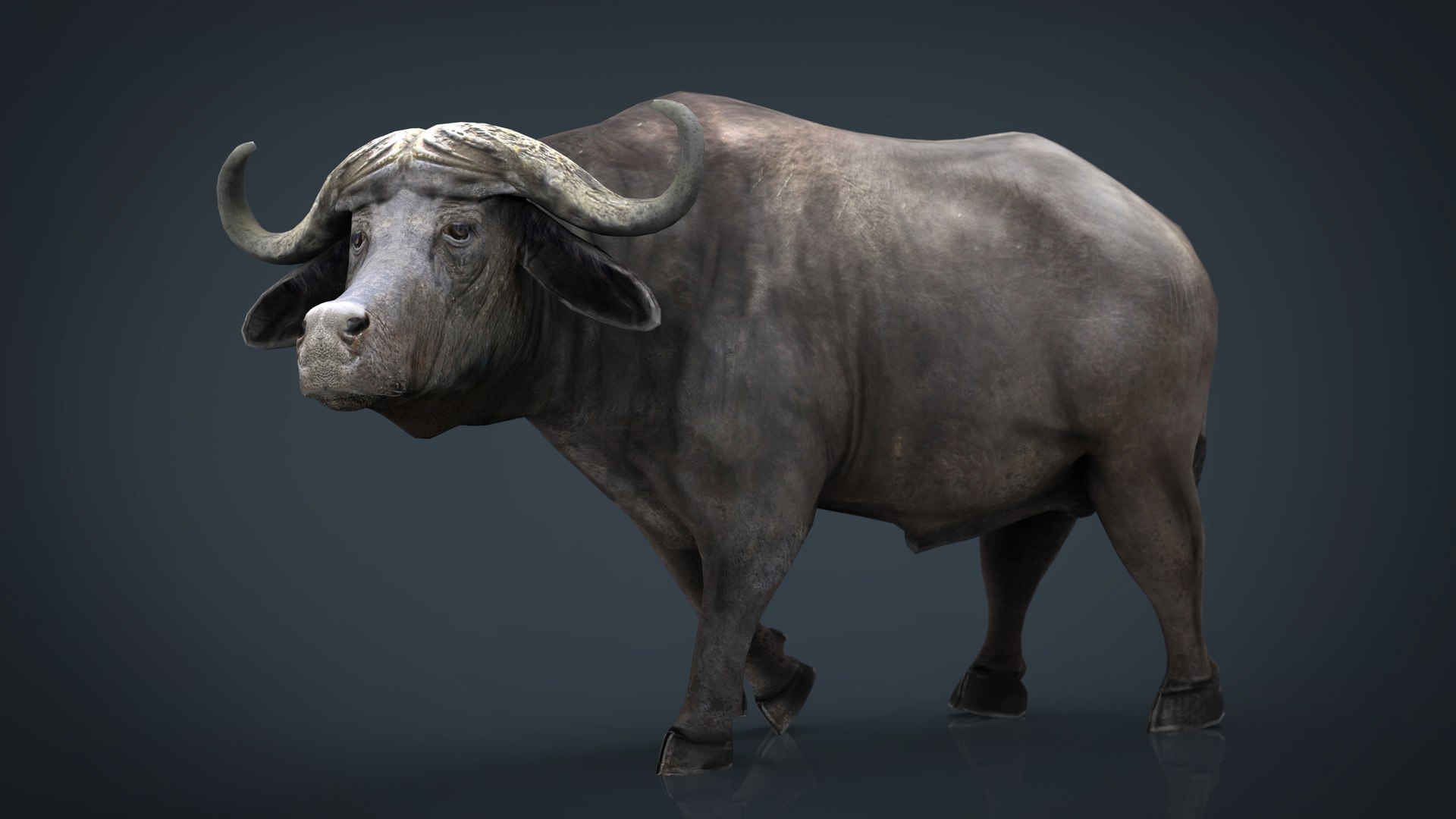 wild africa pack elephant 3D model https://p.turbosquid.com/ts-thumb/zm/VgdgIQ/yZZNPpKy/africanbuffalo/jpg/1499882377/1920x1080/fit_q87/160508e6f0cf702b64c8b16fb44a21e9974e564a/africanbuffalo.jpg