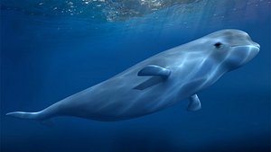 3D model beluga dolphin lowpoly nature wildlife underwater arctic