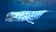3D model beluga dolphin lowpoly nature wildlife underwater arctic