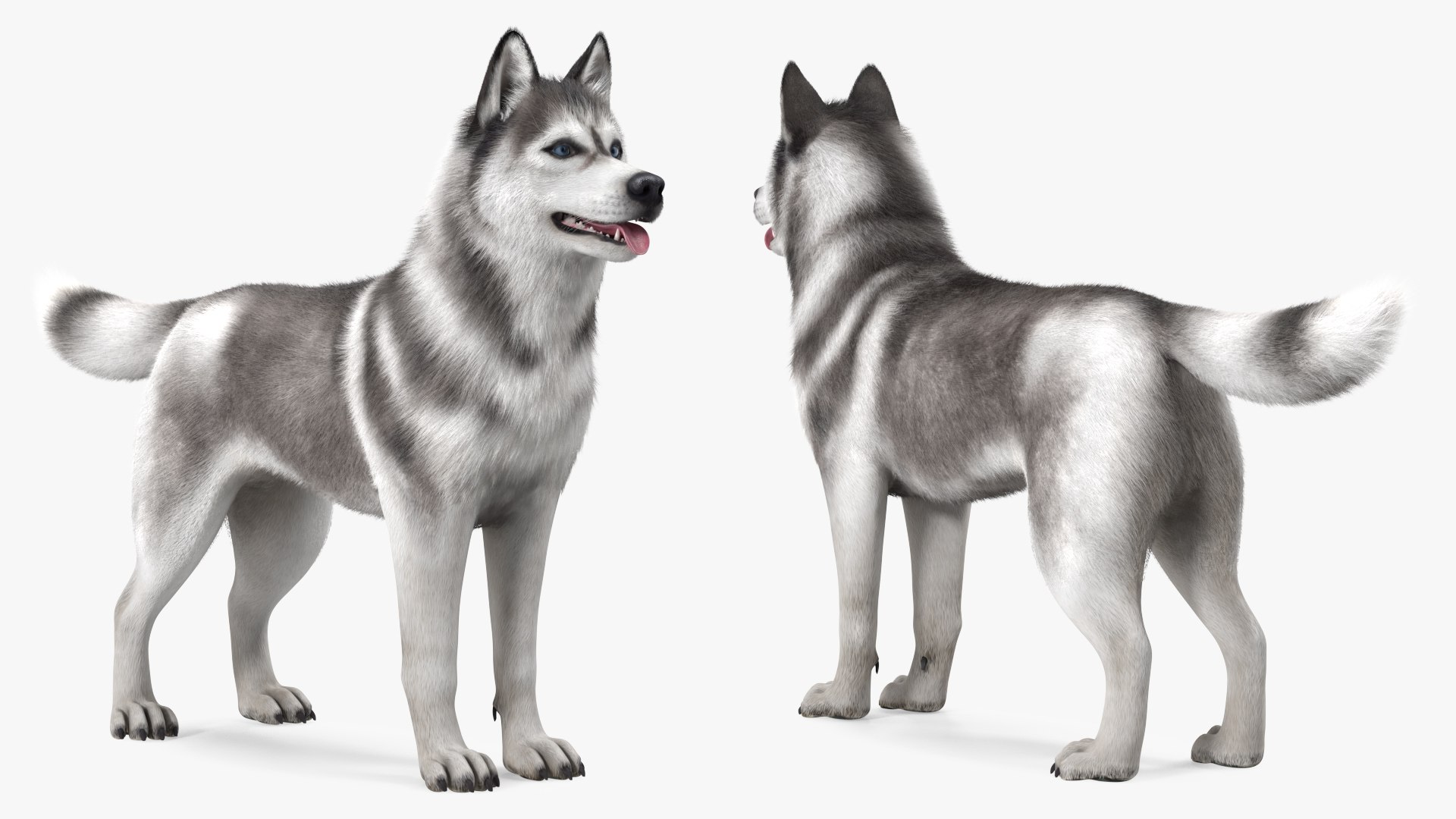 Dogs Rigged Collection 4 for Cinema 4D 3D model https://p.turbosquid.com/ts-thumb/zm/bPtWUJ/1d/dogsriggedcollection43dmodel033/jpg/1647007331/1920x1080/fit_q87/5706dac3a7fa6d0cd4aec34bd0247475978af0a5/dogsriggedcollection43dmodel033.jpg