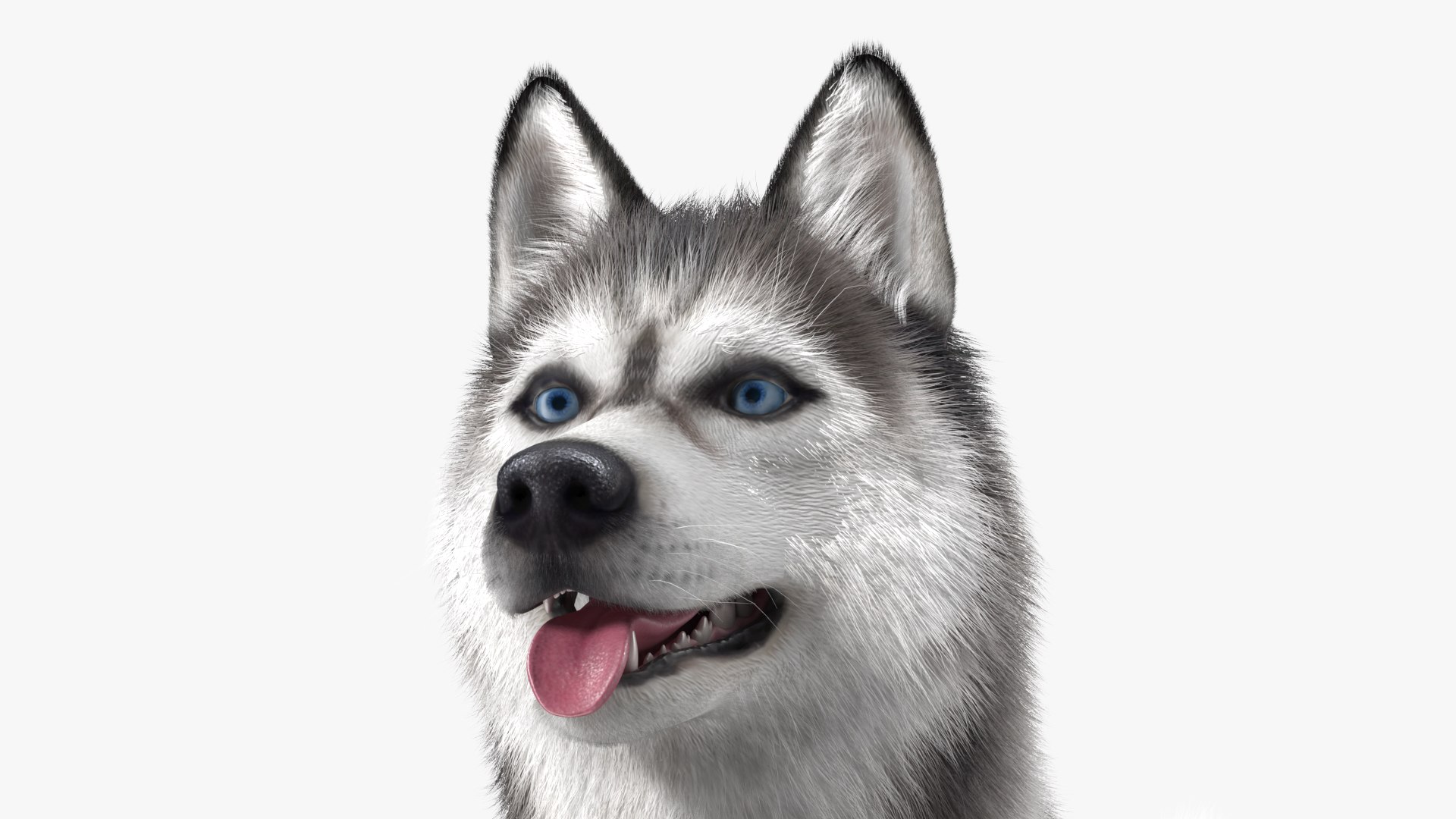 Dogs Rigged Collection 4 for Cinema 4D 3D model https://p.turbosquid.com/ts-thumb/zm/bPtWUJ/4w/dogsriggedcollection43dmodel038/jpg/1647007347/1920x1080/fit_q87/a3179cf1ccf965556dc8613370461fc713ca987b/dogsriggedcollection43dmodel038.jpg