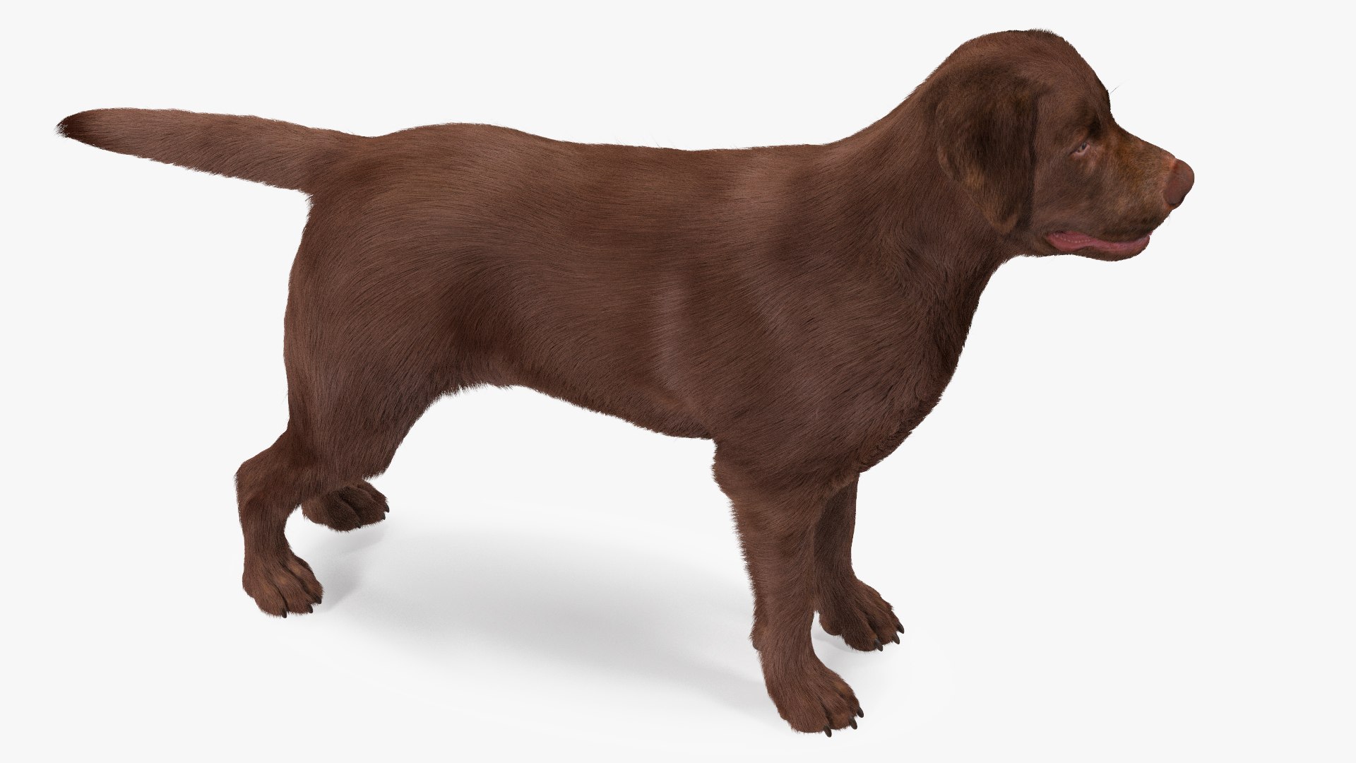 Dogs Rigged Collection 4 for Cinema 4D 3D model https://p.turbosquid.com/ts-thumb/zm/bPtWUJ/63/dogsriggedcollection43dmodel012/jpg/1647007260/1920x1080/fit_q87/4c4366103d4c1ad91f6a4659ce6bb157c0c7c814/dogsriggedcollection43dmodel012.jpg