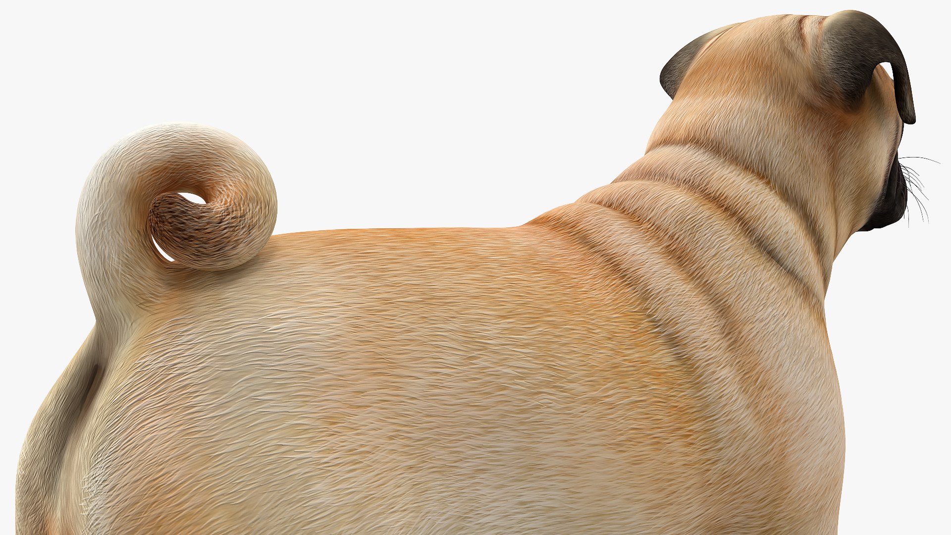 Dogs Rigged Collection 4 for Cinema 4D 3D model https://p.turbosquid.com/ts-thumb/zm/bPtWUJ/7N/dogsriggedcollection43dmodel062/jpg/1647007438/1920x1080/fit_q87/4c707ac5f8ac0da3f1ea892f60f0dc79c2790d99/dogsriggedcollection43dmodel062.jpg