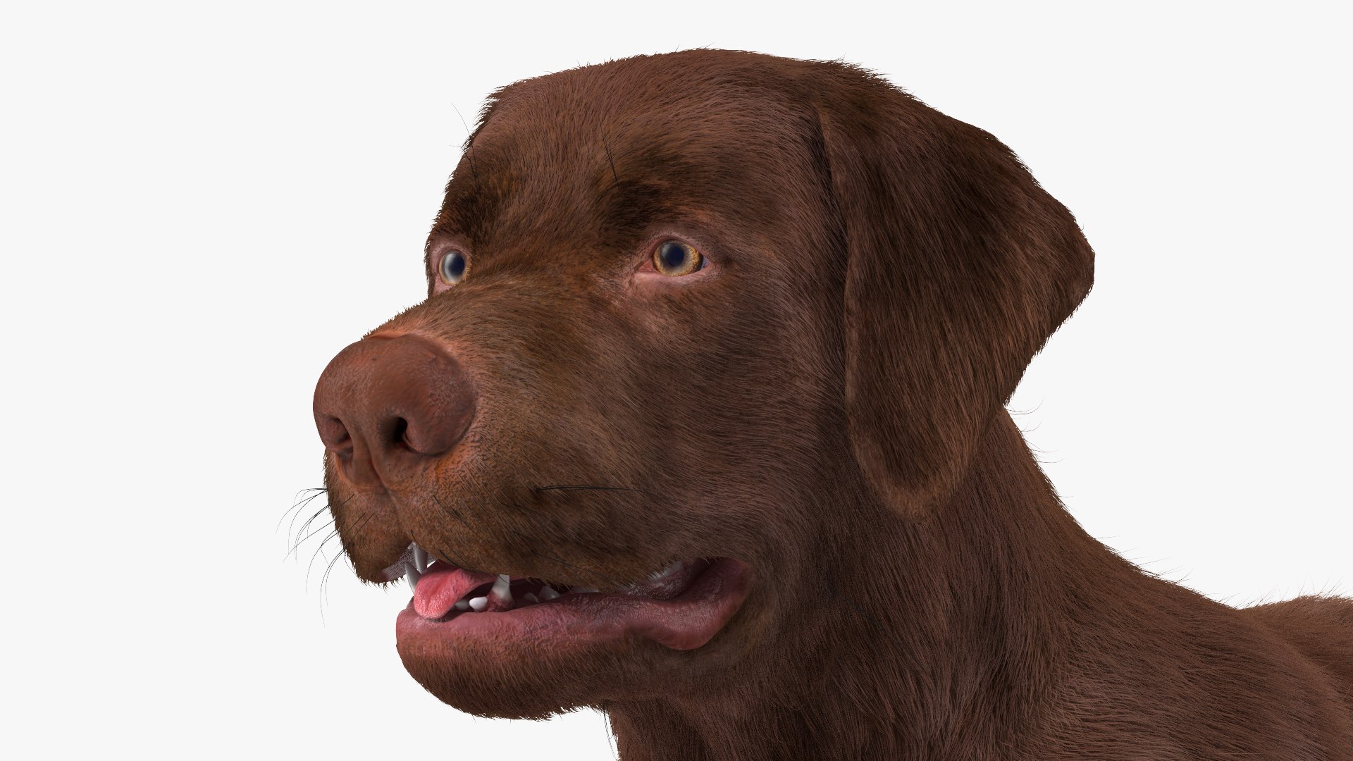Dogs Rigged Collection 4 for Cinema 4D 3D model https://p.turbosquid.com/ts-thumb/zm/bPtWUJ/7b/dogsriggedcollection43dmodel017/jpg/1647007280/1920x1080/fit_q87/0dc18c2159482dd2911e80fe1ba8013022d92820/dogsriggedcollection43dmodel017.jpg