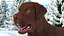 Dogs Rigged Collection 4 for Cinema 4D