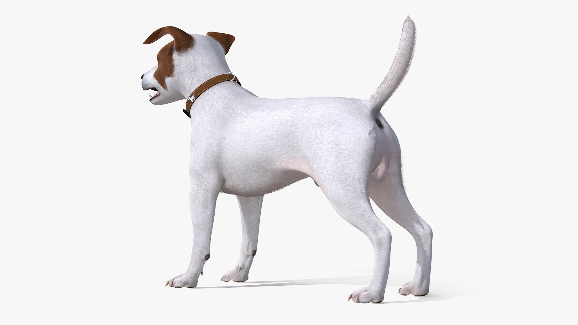 Dogs Rigged Collection 4 for Cinema 4D 3D model https://p.turbosquid.com/ts-thumb/zm/bPtWUJ/Bl/dogsriggedcollection43dmodel070/jpg/1647007467/1920x1080/fit_q87/408c7d647e957096b52bd10349d93b850a0a4a5b/dogsriggedcollection43dmodel070.jpg