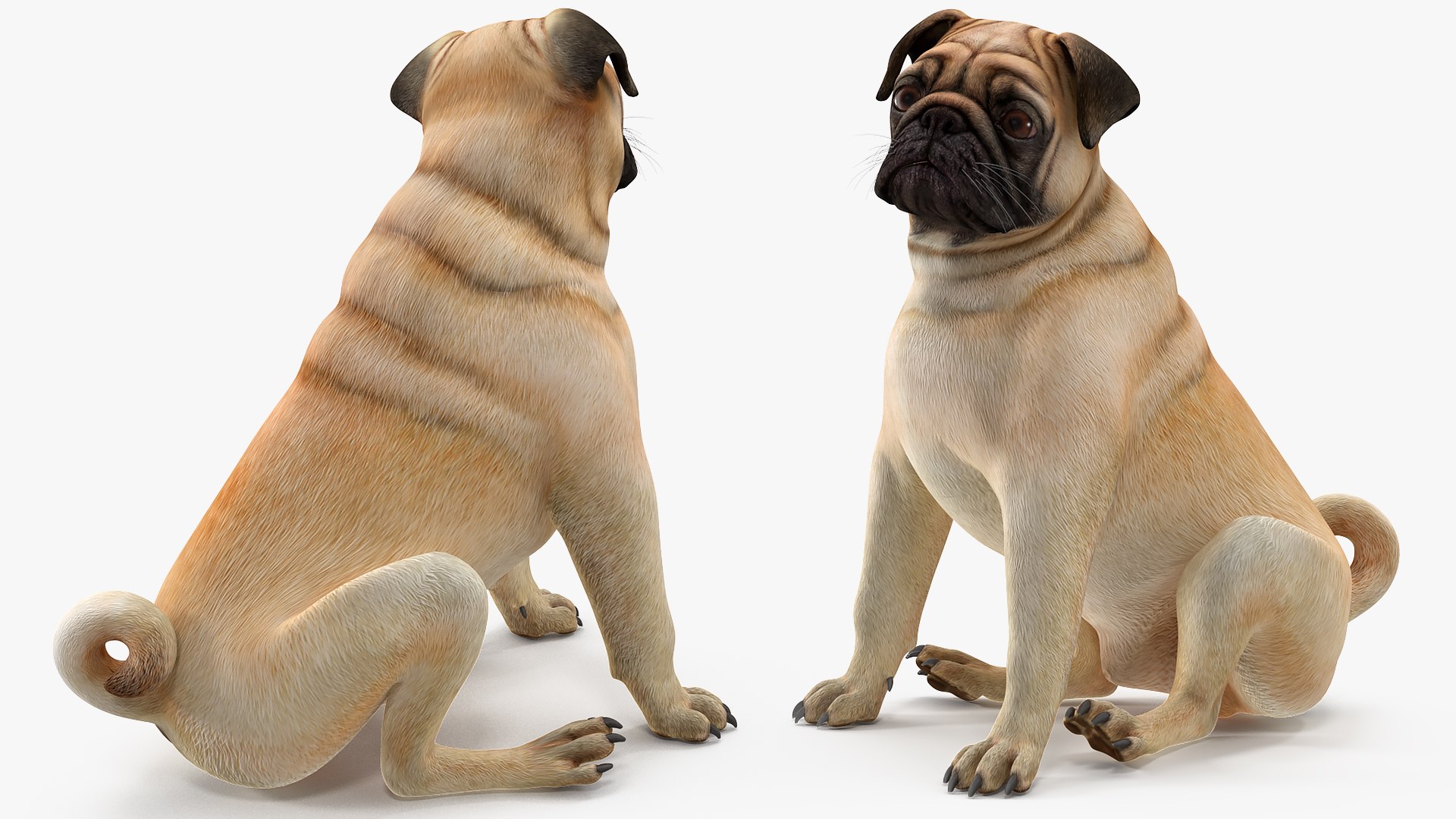 Dogs Rigged Collection 4 for Cinema 4D 3D model https://p.turbosquid.com/ts-thumb/zm/bPtWUJ/Ca/dogsriggedcollection43dmodel056/jpg/1647007419/1920x1080/fit_q87/9bbdfb8483e26d5677daaf9969ad08f2172cca73/dogsriggedcollection43dmodel056.jpg