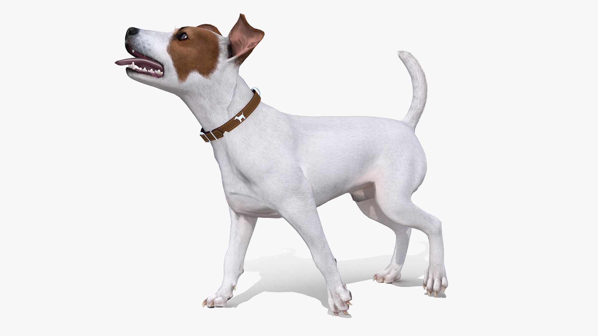 Dogs Rigged Collection 4 for Cinema 4D 3D model https://p.turbosquid.com/ts-thumb/zm/bPtWUJ/Ds/dogsriggedcollection43dmodel071/jpg/1647007470/1920x1080/fit_q87/45681258ae629579e8b038e89c85a76cf9738be3/dogsriggedcollection43dmodel071.jpg