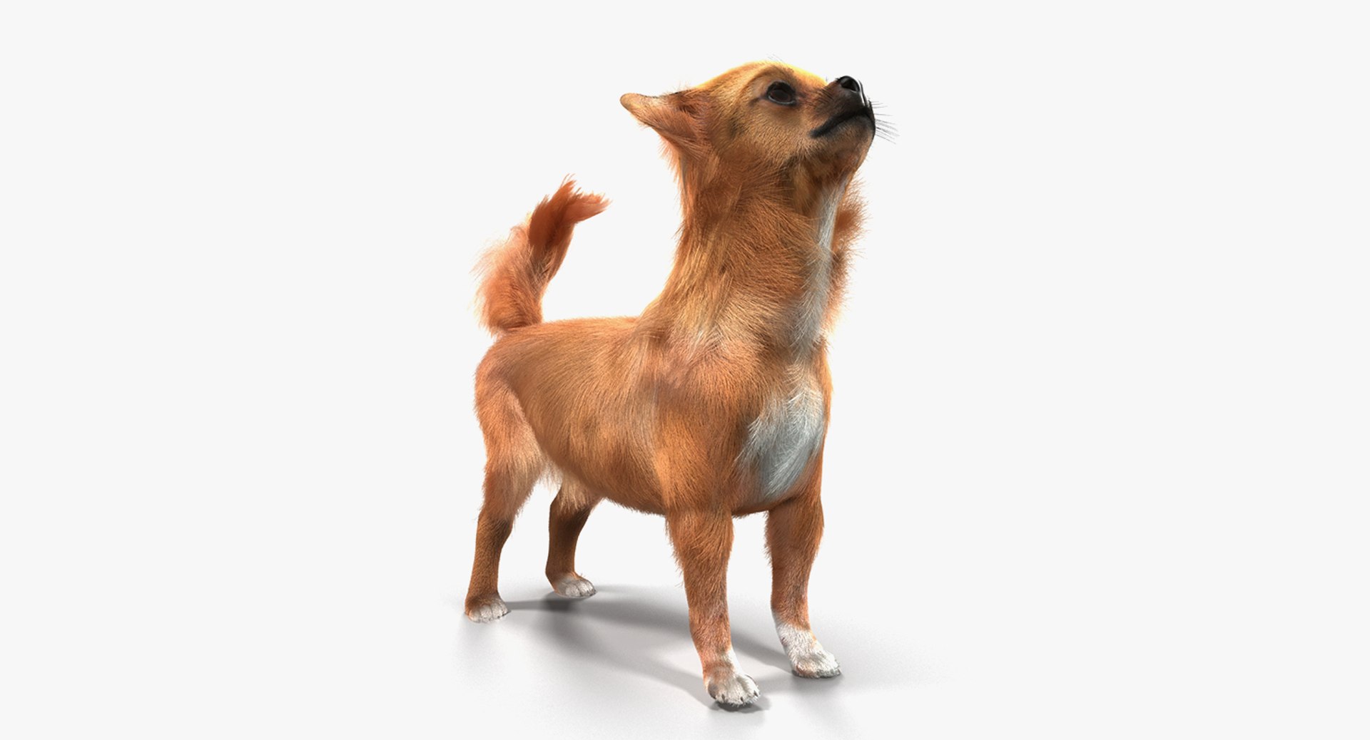 Dogs Rigged Collection 4 for Cinema 4D 3D model https://p.turbosquid.com/ts-thumb/zm/bPtWUJ/GL/dogsriggedcollection43dmodel080/jpg/1647007497/1920x1080/fit_q87/d5baaf8742306a2aef541d482bc51f265b81603a/dogsriggedcollection43dmodel080.jpg