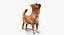 Dogs Rigged Collection 4 for Cinema 4D