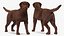 Dogs Rigged Collection 4 for Cinema 4D