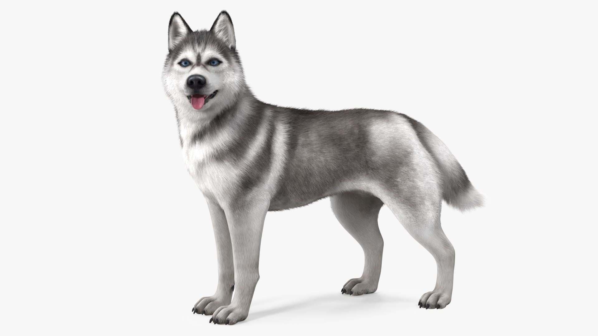Dogs Rigged Collection 4 for Cinema 4D 3D model https://p.turbosquid.com/ts-thumb/zm/bPtWUJ/IA/dogsriggedcollection43dmodel031/jpg/1647007324/1920x1080/fit_q87/38211a65fee097e5ee7f08fd2b4e69d4f221ad65/dogsriggedcollection43dmodel031.jpg