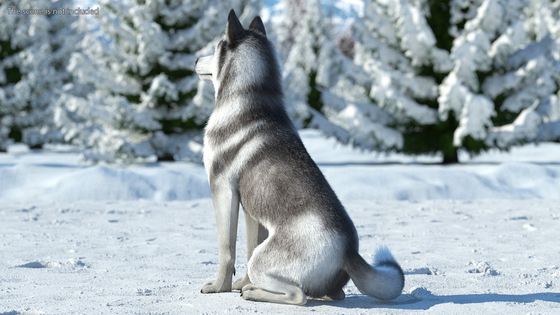 Dogs Rigged Collection 4 for Cinema 4D 3D model https://p.turbosquid.com/ts-thumb/zm/bPtWUJ/ID/dogsriggedcollection43dmodel025/jpg/1647007306/1920x1080/fit_q87/121fd117da0171b9b9fd0b952ddf7a3837efc5d5/dogsriggedcollection43dmodel025.jpg